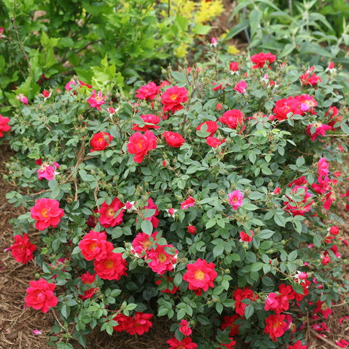 Oso Easy Urband Legend rose with pink blooms in a pot