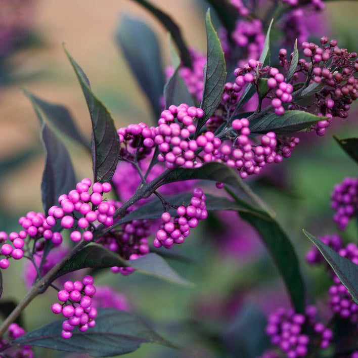 Pearl Glam beautyberry with purple berries and green leaves