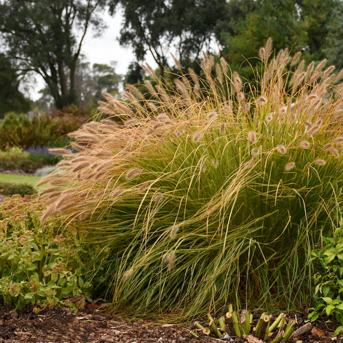 Prairie Winds® 'Desert Plains' Fountain Grass | Proven Winners