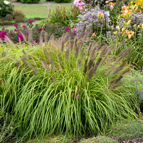 Prairie Winds Lemon Squeeze pennisetum in a pot