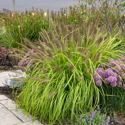 Prairie Winds Lemon Squeeze pennisetum in a pot