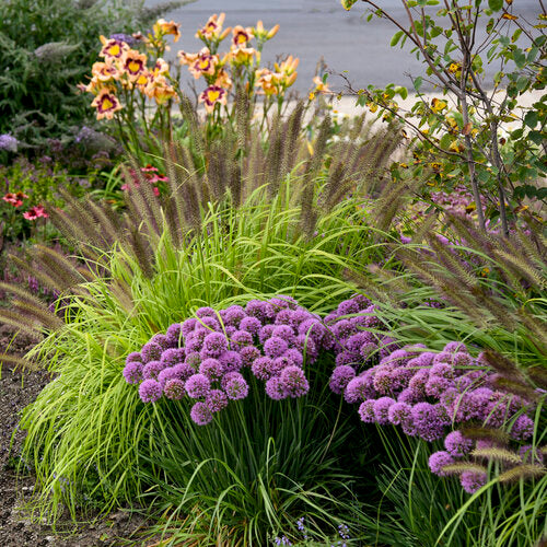 Pennisetum Prairie Winds Lemon Squeeze in a pot