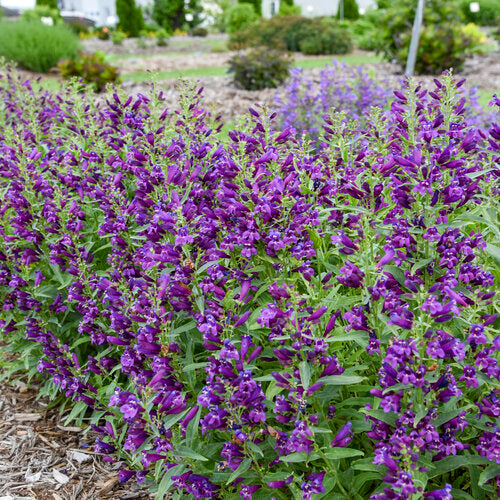 Bejeweled® 'Dark Amethyst' Penstemon | Proven Winners