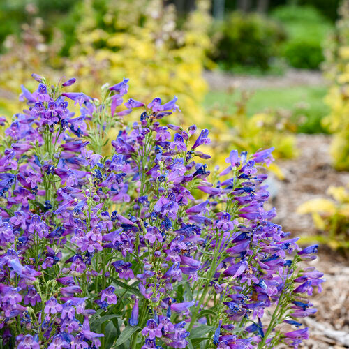 Bejeweled® 'Lavender Sapphires' Penstemon | Proven Winners