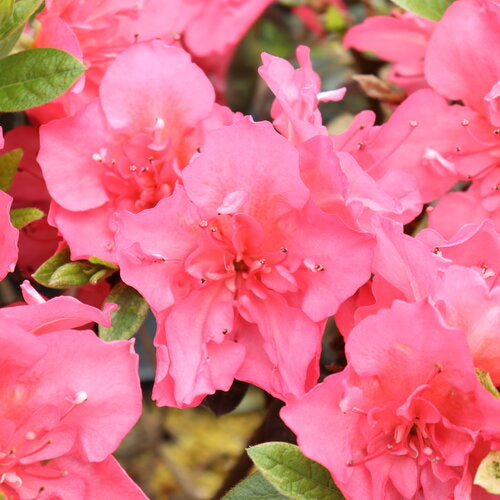Perfecto Mundo Epic Coral® Reblooming Azalea | Proven Winners