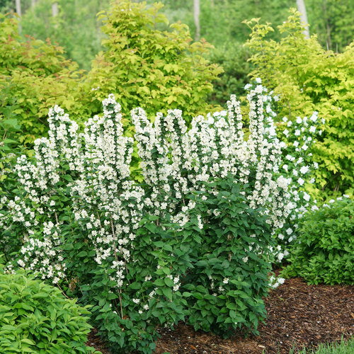 ILLUMINATI TOWER® Mock Orange | Proven Winners® – Creekside