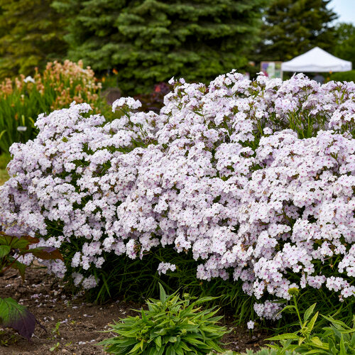 'Opening Act Pink-a-Dot' Phlox | Proven Winners