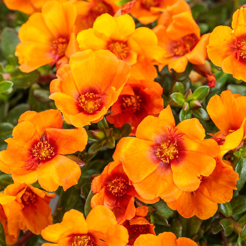portulaca plant indoor or outdoor Mojave® Mango Portulaca