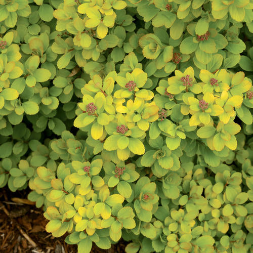 Glow Girl spirea with pink flowers in a nursery pot