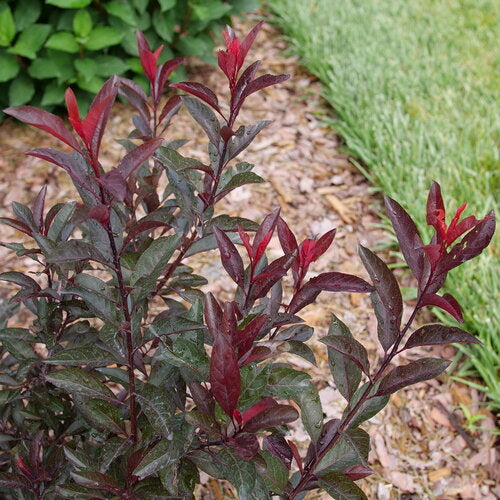 STAY CLASSY purple leaf sand cherry | Proven Winners  Creekside Nursery,  Inc