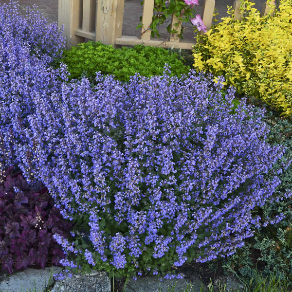 Purrsian Blue nepeta in bloom with blue flowers and green foliage