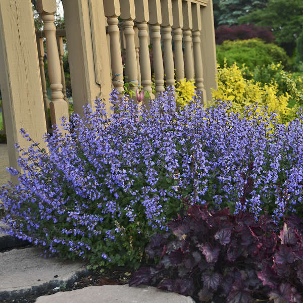 Purrsian Blue nepeta in a nursery pot, with purple blooms