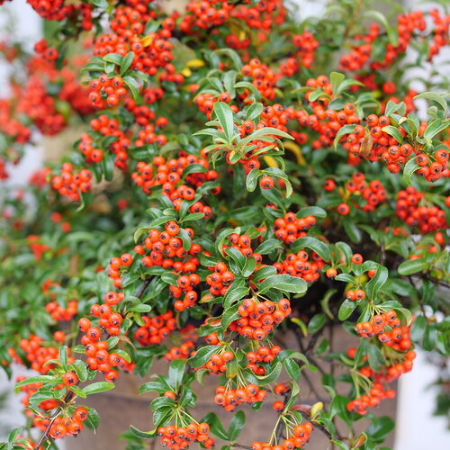 Berry Box® | Proven Winners® – Creekside Nursery, Inc Berry Box® | Proven Winners® – Creekside Nursery, Inc