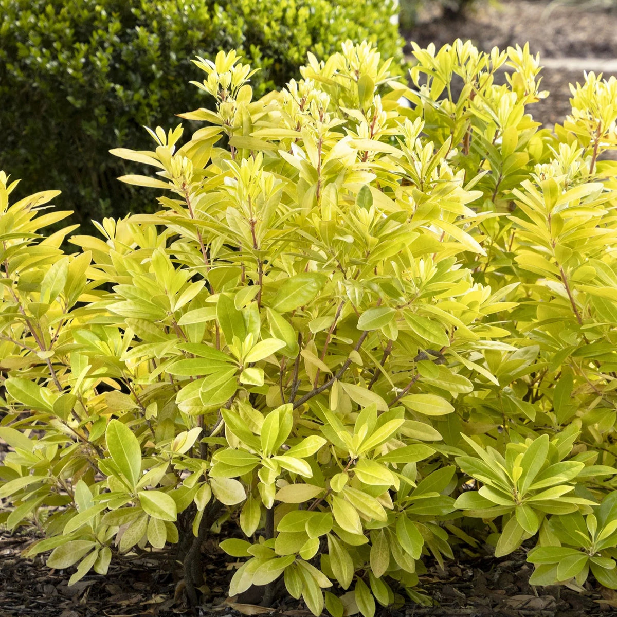 Illicium 'Florida Sunshine' in a nursery pot