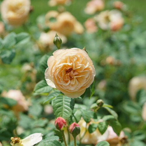 Flavorette Honey-Apricot rose blooming in a pot