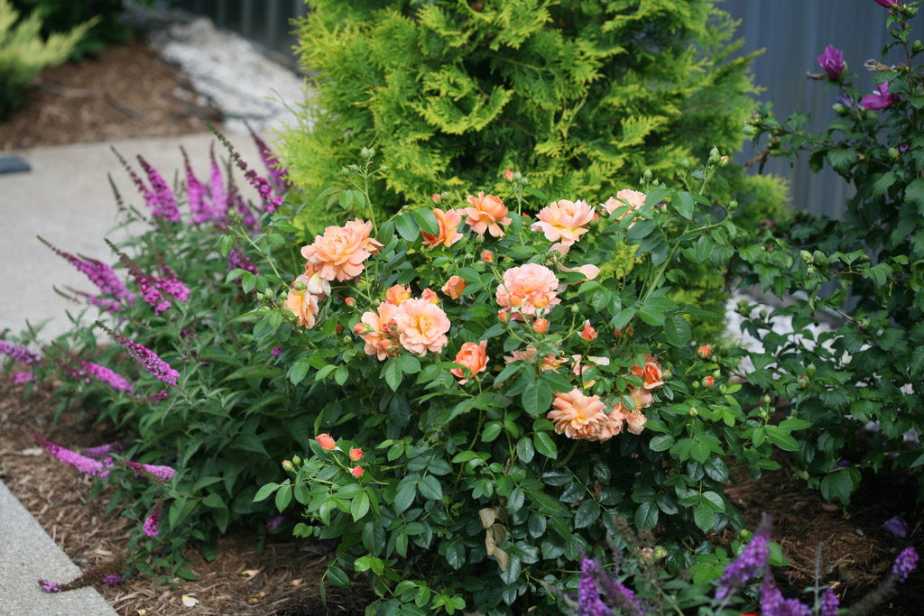 AT LAST® rose with pink blooms in a nursery pot