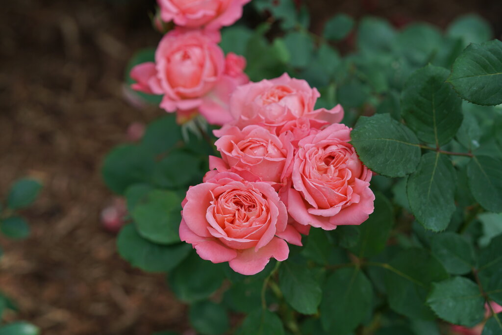 Coral rose bloom with layered petals in a pot