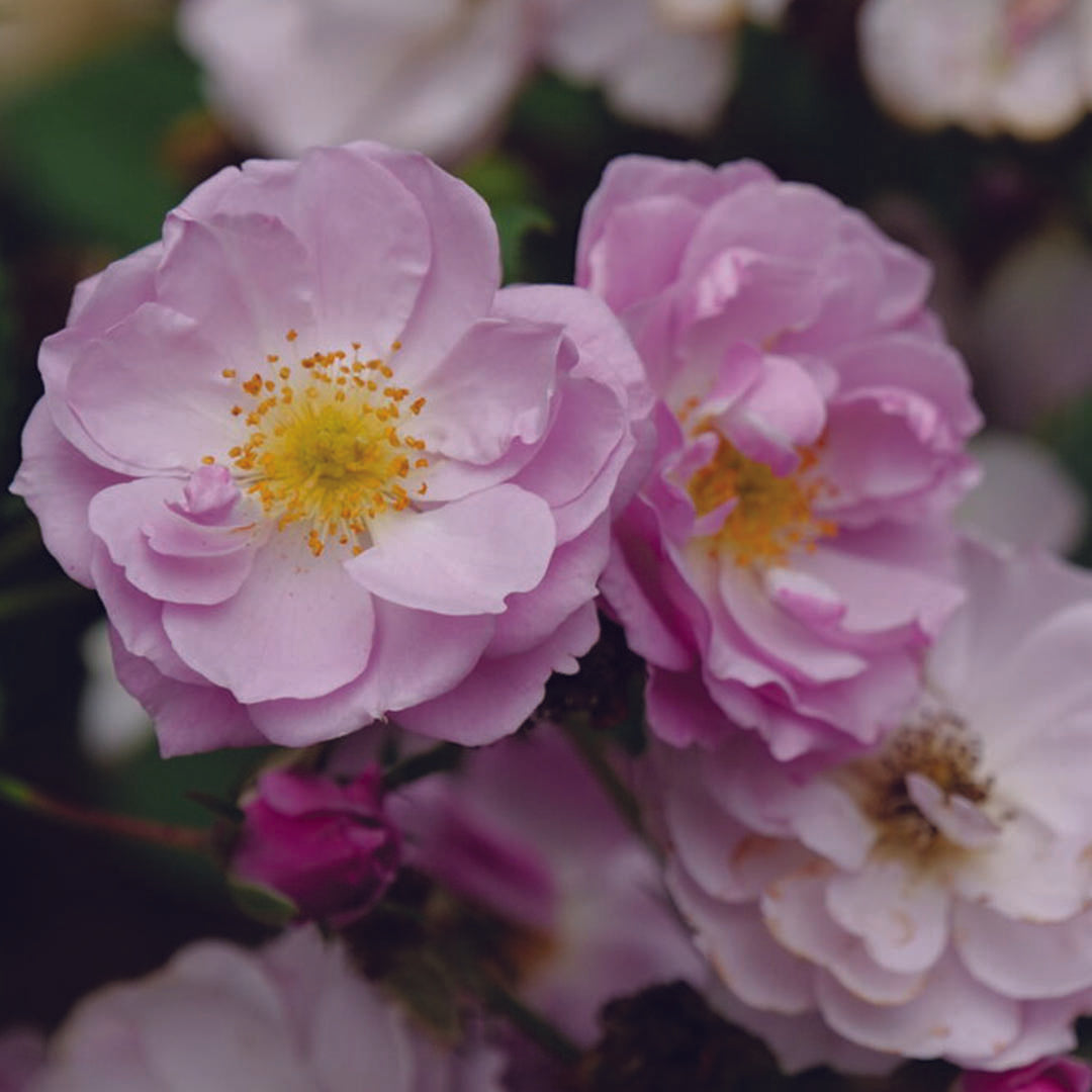 RISE UP LILAC DAYS® Rose – Creekside Nursery, Inc