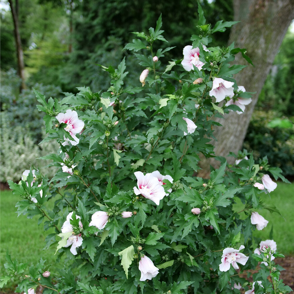rose of sharon plant fertilizer Starblast CHIFFON® Rose of Sharon