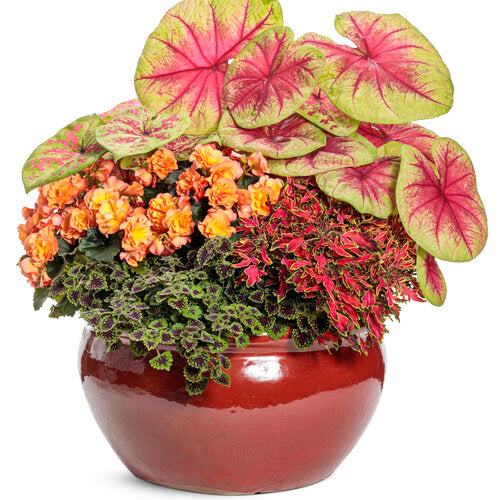 Compact coleus with pink and green leaves in a pot
