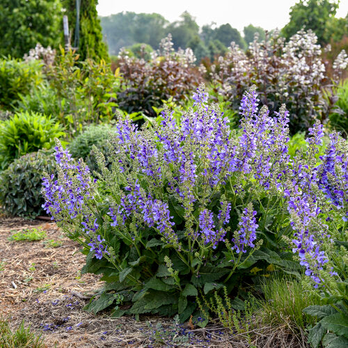Living Large® 'Big Sky' Perennial Salvia | Proven Winners