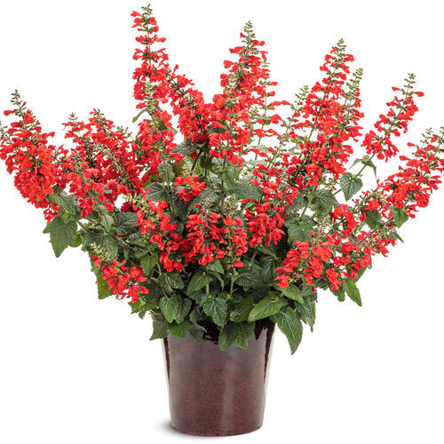 Red salvia in a container with upright green stems and blooms