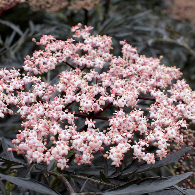 black lace elderberry plant BLACK LACE® Elderberry