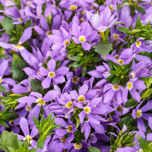 blue flowers potted plants Stardiva® Blue scaevola
