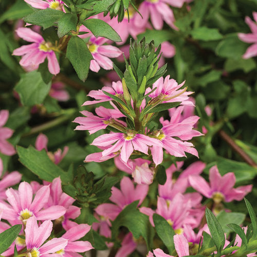 Whirlwind® Pink Scaevola | Proven Winners® – Creekside Nursery, Inc