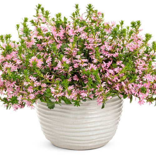 Whirlwind® Pink Scaevola | Proven Winners®