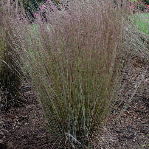 Prairie Winds Blue Paradise little bluestem in a pot