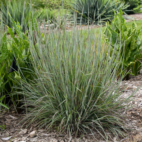 Prairie Winds Brush Strokes little bluestem in a pot