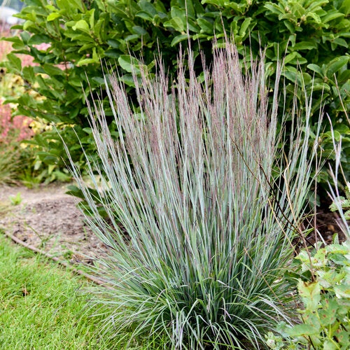 Prairie Winds Brush Strokes little bluestem in a pot
