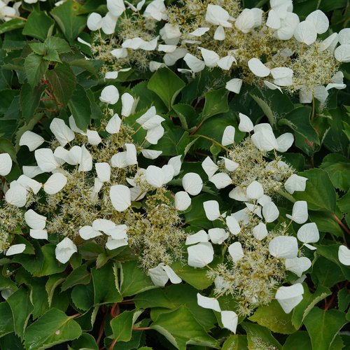 Schizophragma FLIRTY GIRL® | Proven Winners® – Creekside Nursery, Inc