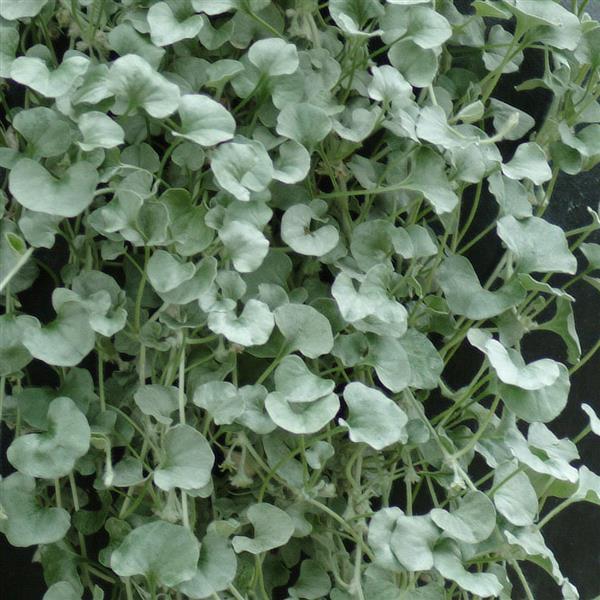 hanging silver plant Silver Falls™ Dichondra