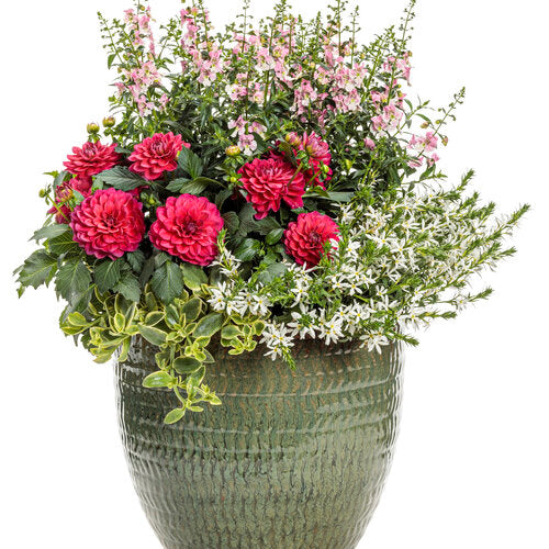 Angelface Wedgewood Pink angelonia in a pot