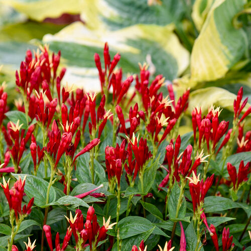Apple Slices' Spigelia in a container with red flowers