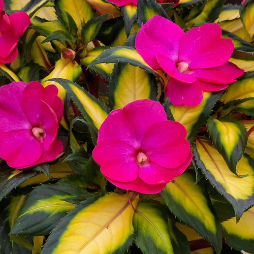 SunPatiens Compact Tropical Rose impatiens in bloom in a pot