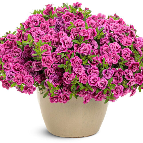 Superbells® Double Midnight Magenta | Proven Winners