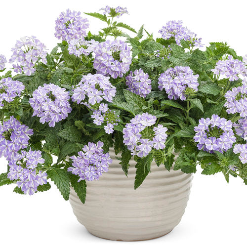 Superbena Stormburst verbena with purple flowers in a pot