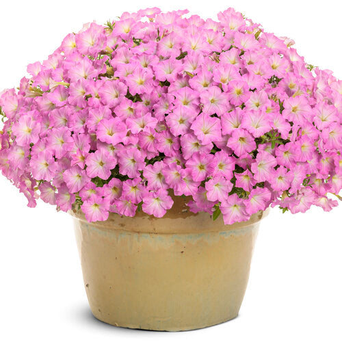 Supertunia Mini Vista Pink Cloud | Proven Winners® – Creekside Supertunia Mini Vista Pink Cloud | Proven Winners® – Creekside