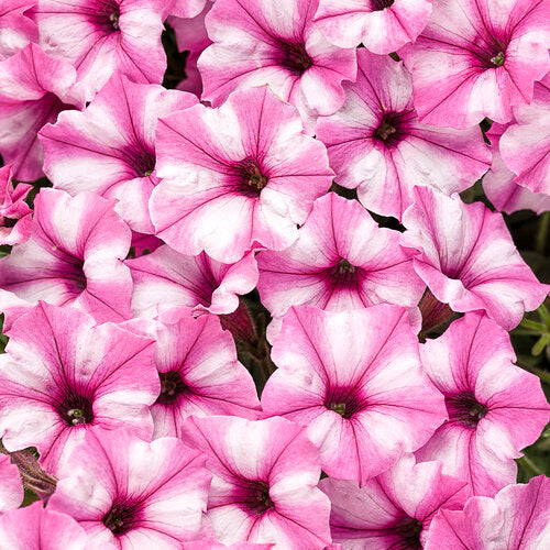 Supertunia Mini Vista® Pink Star Petunia | Proven Winners