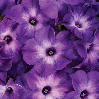 Annuals