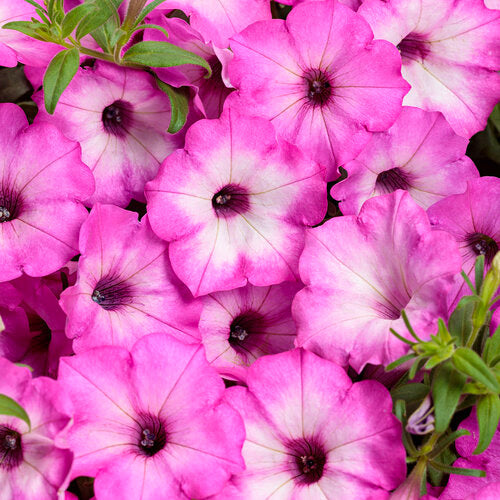Supertunia® Pink Tiara™ Petunia | Proven Winners® – Creekside