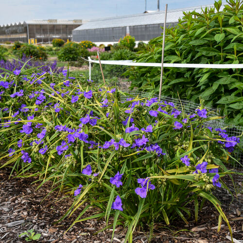 'Web Designer' Spiderwort | Proven Winners