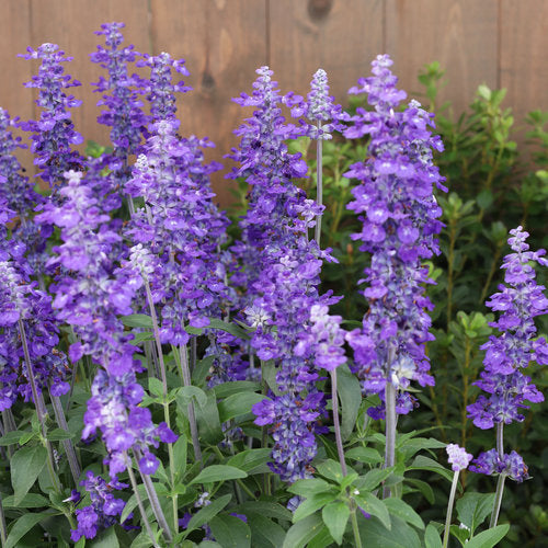 Blue salvia in a pot with upright purple-blue flower spikes