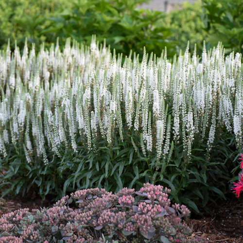 Magic Show® 'White Wands' Veronica | Proven Winners