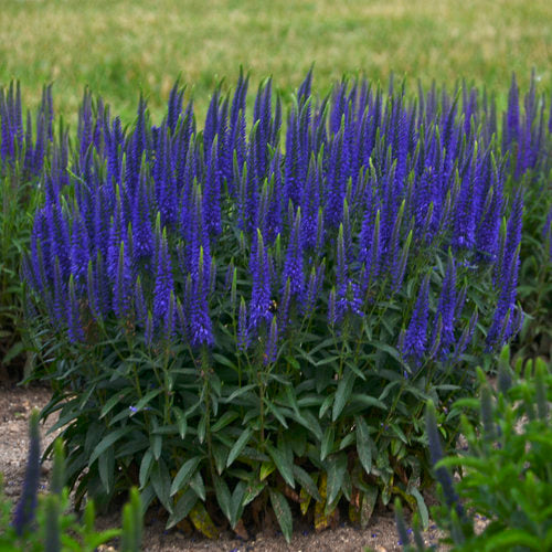 Magic Show® 'Wizard of Ahhs' Veronica | Proven Winners