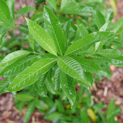 YARDLINE viburnum in a nursery pot with green foliage