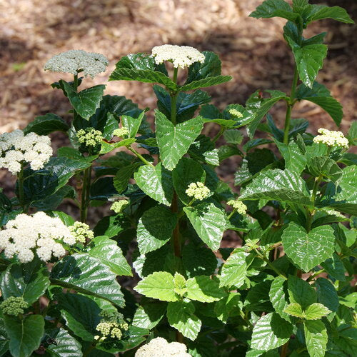 best fertilizer for viburnum plants GLITTERS & GLOWS® viburnum